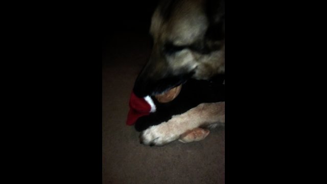 GSD Nursing on Soft Toy