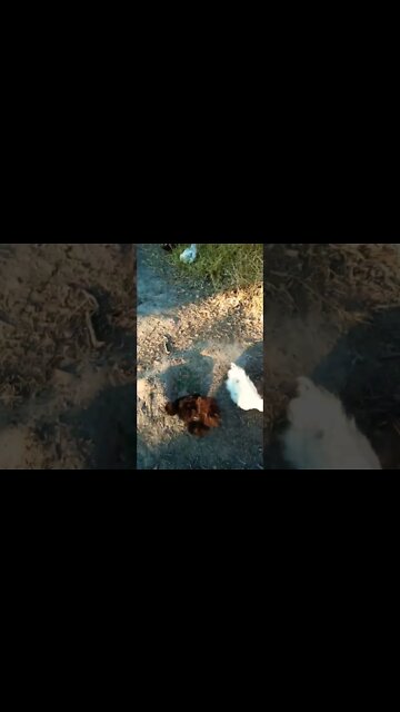 Silkies just before bedtime