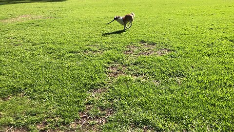 Dogs just wanna have fun😎🐶😎￼
