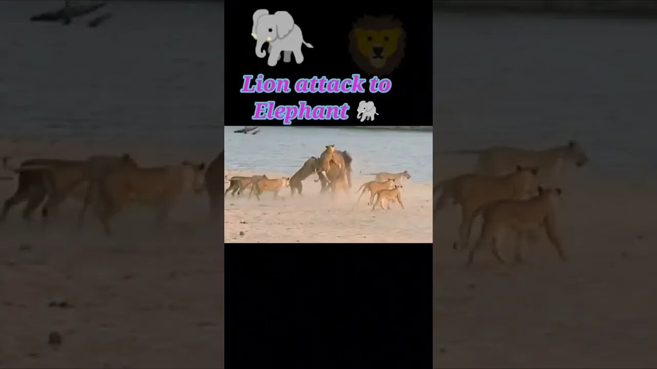 Lion attack to elephant 2022🐘#shorts #youtubeshorts #shortvideo