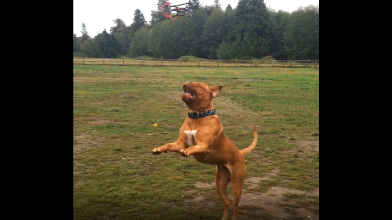 French Mastiff vs Drone