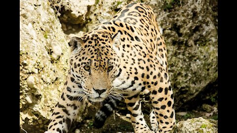 Jaguar