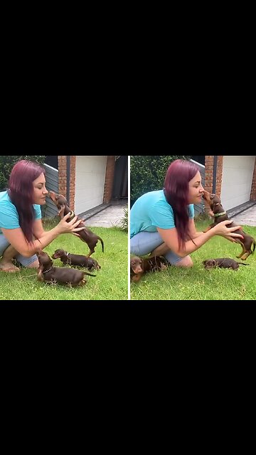 Sweet dachshund puppy wants more kisses