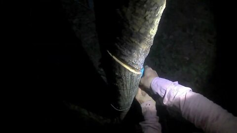 电动割胶想快就连割带拉，想慢就像大爷一样