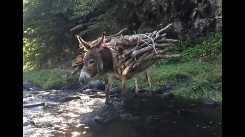A monkey passing a water...