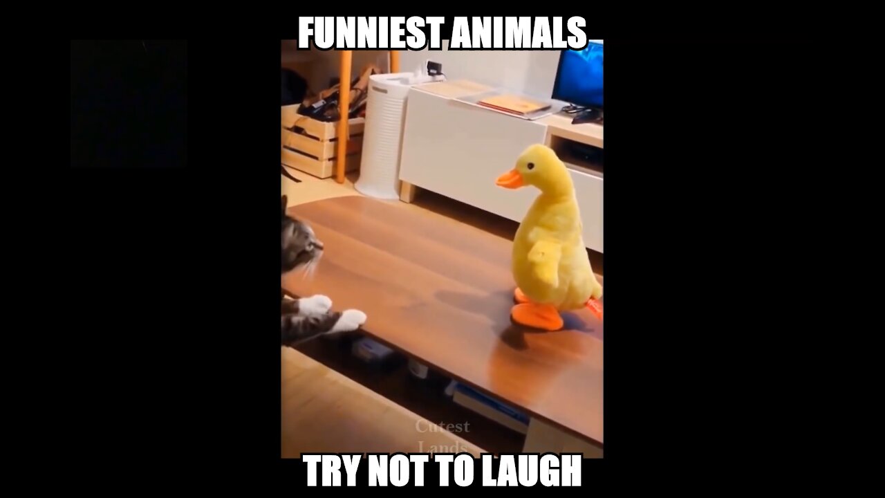 Funny Animals Try not to laugh