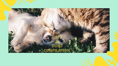 ★彡[ᴄᴀᴛꜱ ᴀɴᴅ ᴅᴏɢꜱ ꜱʜᴏʀᴛꜱ ᴄᴏᴍᴘɪʟᴀᴛɪᴏɴ ᴘᴀʀᴛ 1 ᴇɴᴊᴏʏ!]彡★