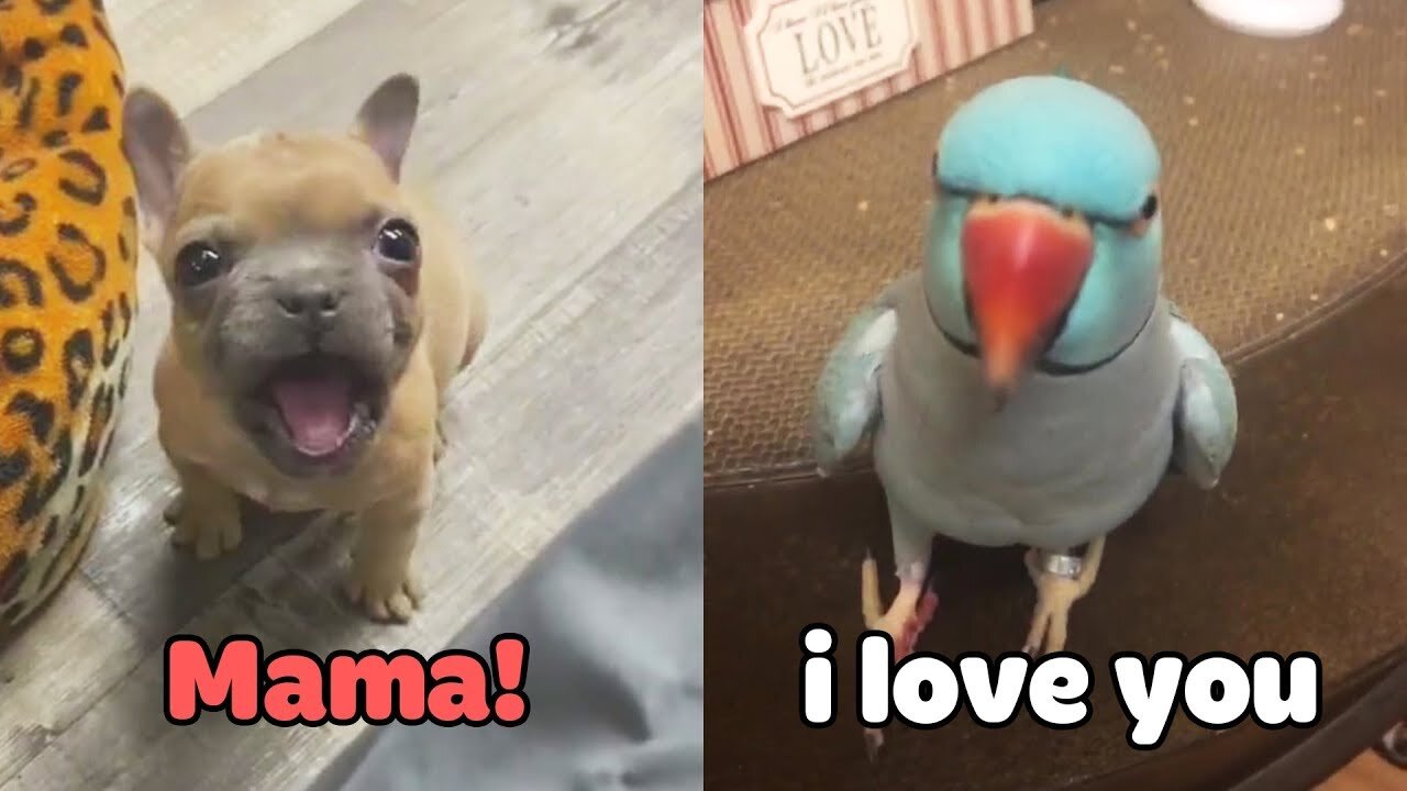 Little Dogs Said "Mama" - Funny Parrots Speaking English