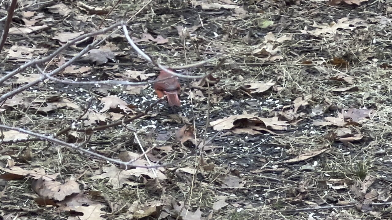 James Gardens Toronto birds 😊