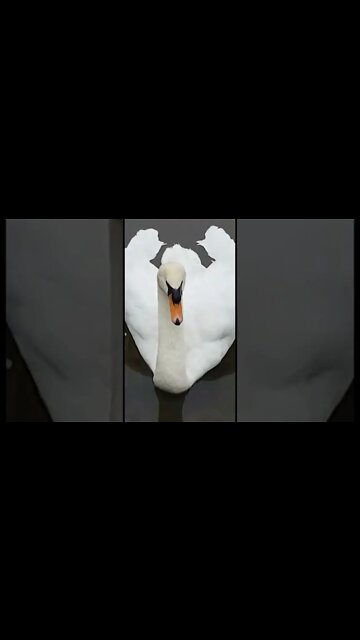 Swans are so elegant and beautiful