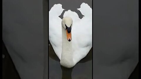 Swans are so elegant and beautiful