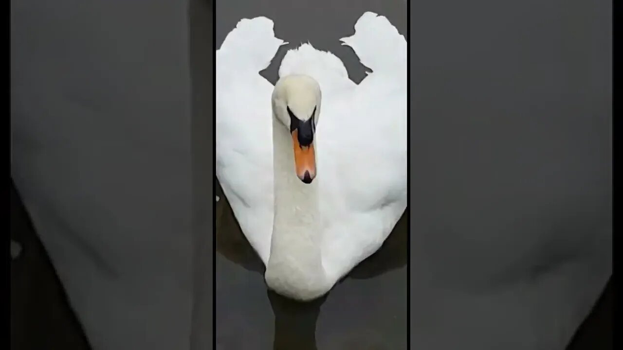Swans are so elegant and beautiful