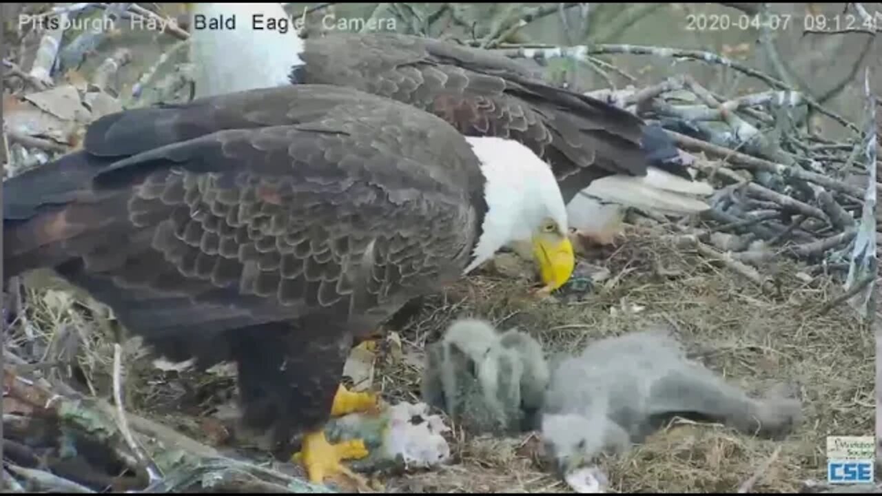 Hays Eagles parent feeding H11 H12 2020 04 07 909AM