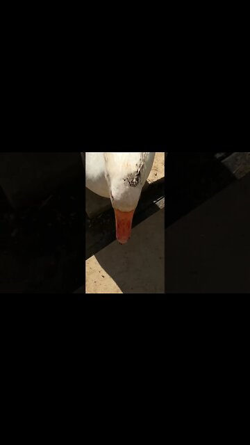 Edwin the attack goose still doing his thing. Keeping the dogs petrified 🤣