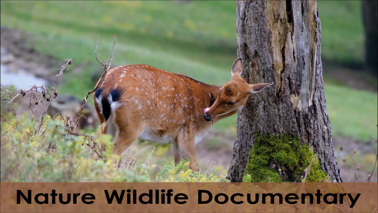 Nature Wildlife Documentary 2021