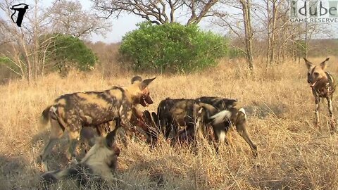 African Painted Dogs With An Impala Meal