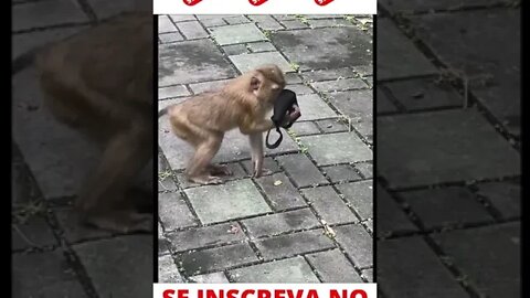 Macaco usando máscara #shorts