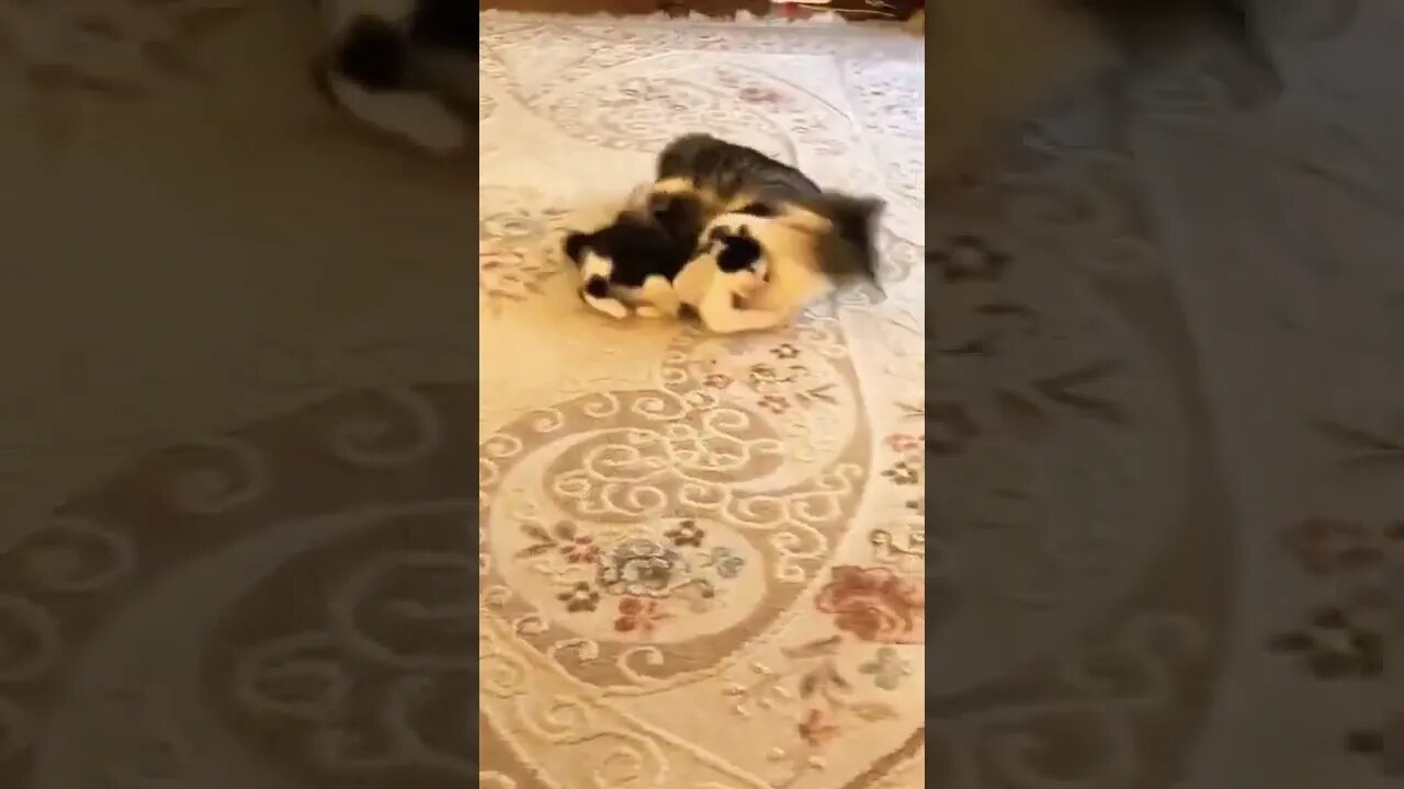 Cat video funny | #cat #shorts #reels