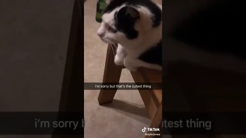 Cute Cat Wags His Little Hands