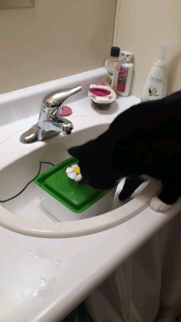 Huey has a new toy 2