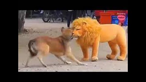 Troll Prank Dog Funny & fake Lion and Fake Tiger Prank To dog & Huge Box Prank to dog