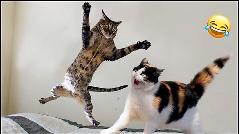 World Best Funniest🤣Cat vs animal vs Kid 🤼‍♂️ Entertainment Don't Try Laughing 🤣 2024 clips 🫡