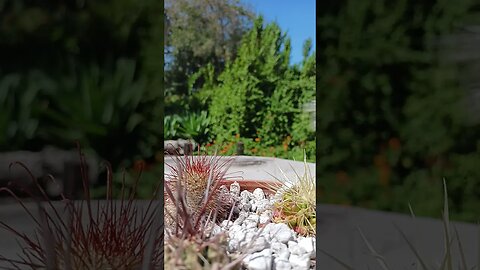 MFATW VISIONS/REVELATIONS & IF IT WERE POSSIBLE, EVEN THE ELECT WOULD BE DECEIVED!