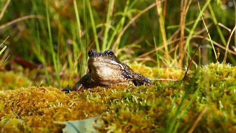 European common frog at Moysalen National Park Norway