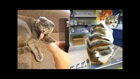 Best Funny Animal Videos Of The 2023 🤣 - Funniest Cats And Dogs Videos 😺😍😂🐶 Funny cat & dog videos 😍