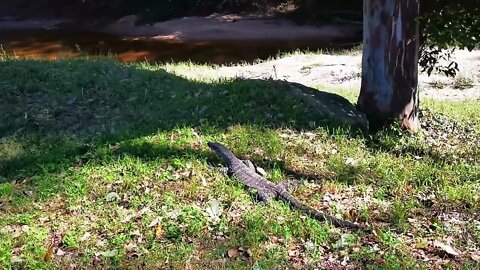 Gregory The Monitor Lizard