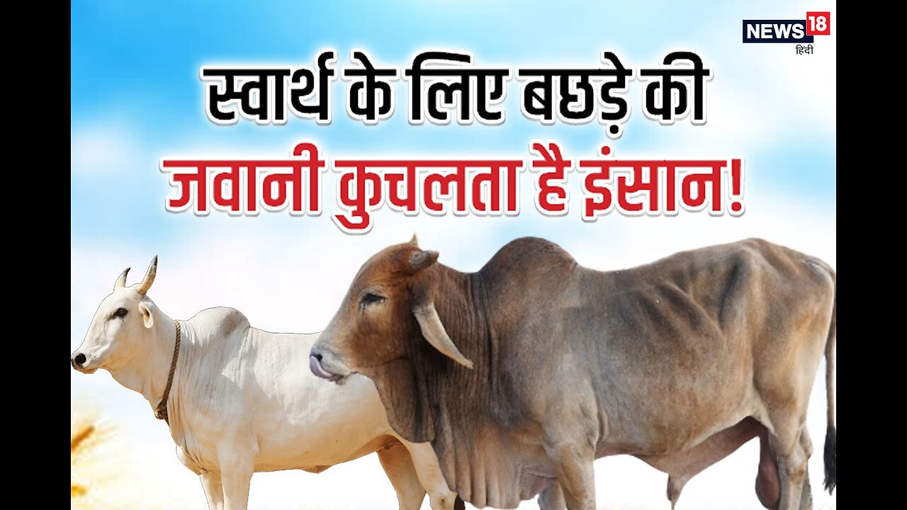 जाने गाय के बछड़े को सांड या बैल कैसे बनाया जाता है ? 2024 #@viralvideo7828