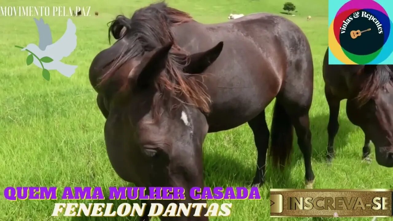 QUEM AMA MULHER CASADA FENELON DANTAS