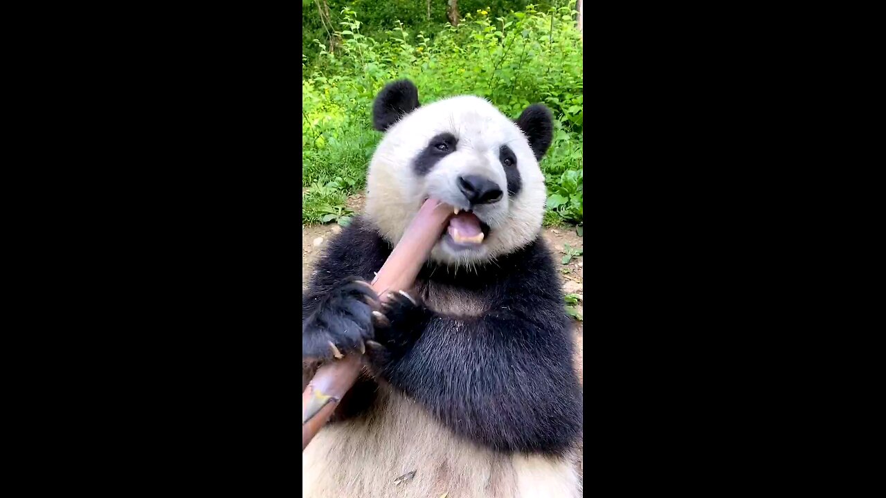 Pandas must eat 12-38kg bamboo