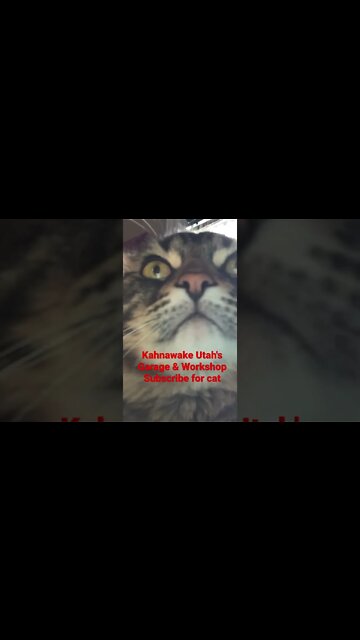 One crazy cat just looking - #shorts