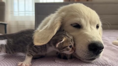 Golden retriever puppy with a kitten