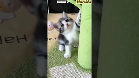 cute cat videos 😹 funny videos 😂 774 😻 #shorts #shortsfunny #cutecat #catvideos #catsfood #catscare