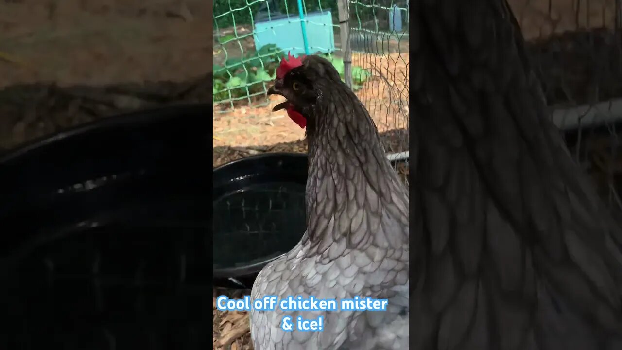 Cooling off chicken mister & ice!