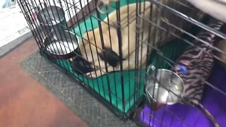 LonelyCreek puppies. Six wk old