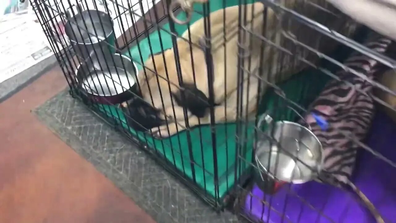 LonelyCreek puppies. Six wk old