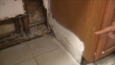 Mold, rodents, and drainage issues reported at other Tampa complexes