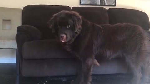 Giant Newfoundland puppy throws temper tantrum