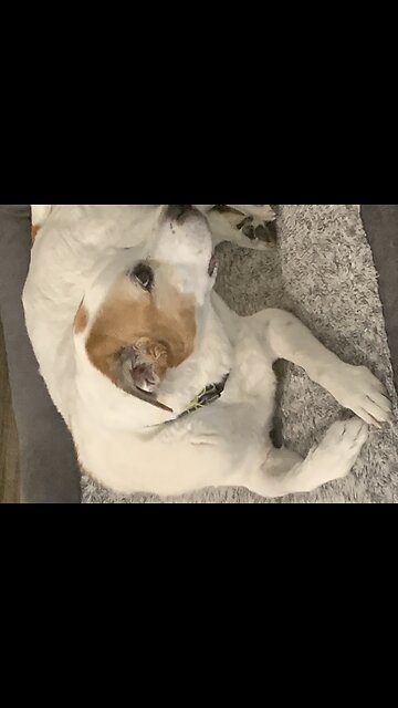 Conversation With my Dog !!!