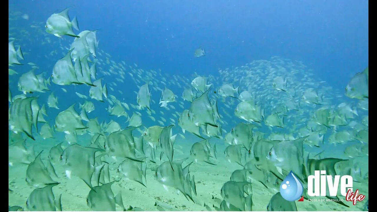 Cardume de enxadas no naufrágio Pirapama - Recife / PE