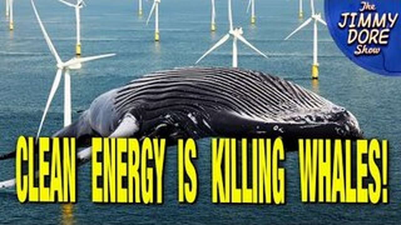 Offshore Wind Farms Are Killing Whales & Nobody Cares!