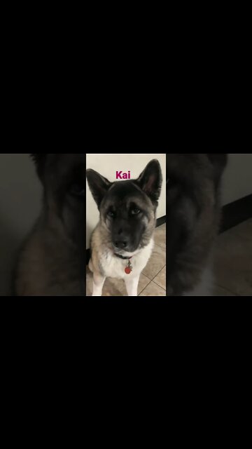 [Shorts 0094] KAI [#dogs #doggos #doggies #puppies #dogdaycare]