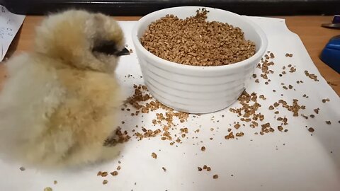 Silkie Chick, a couple of days old 11th June 2021