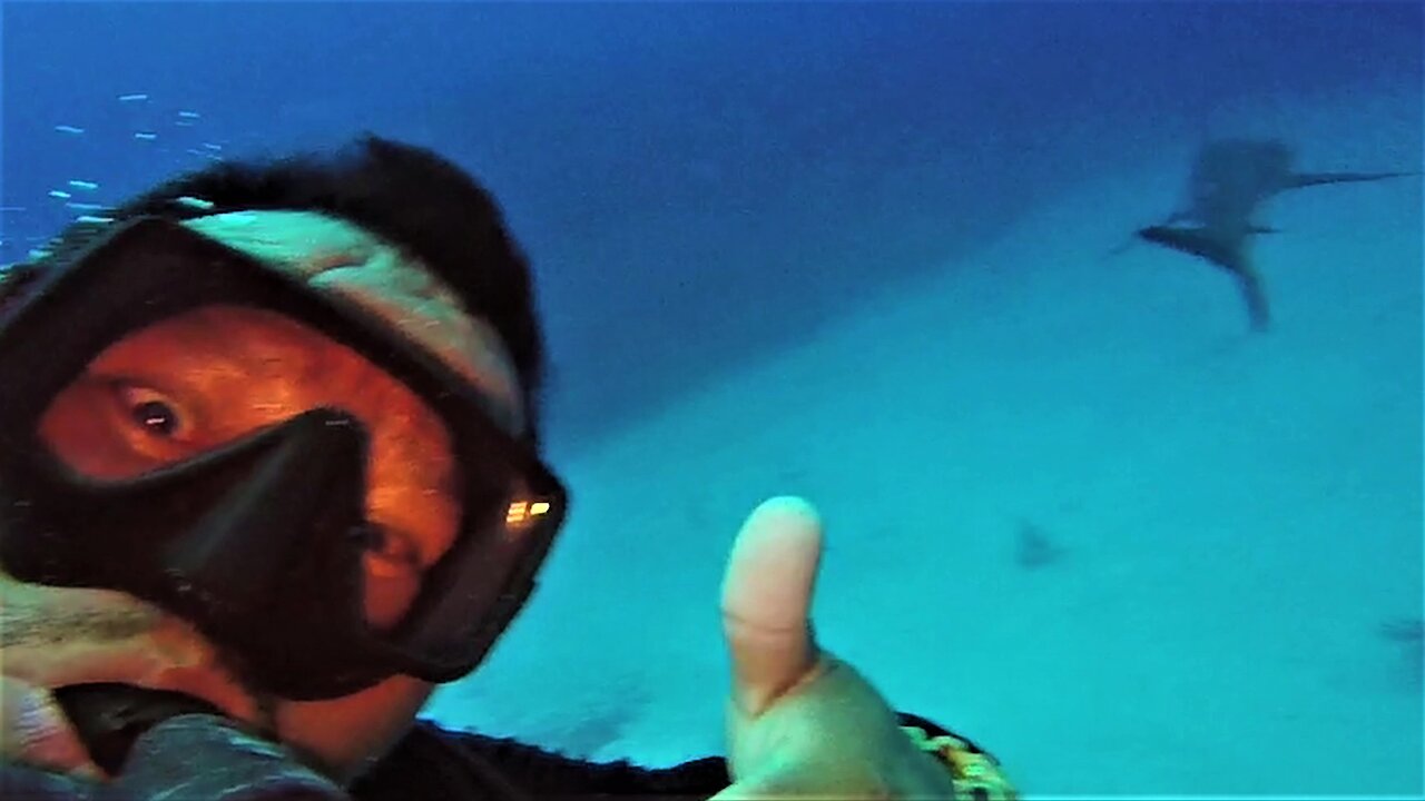 Scuba diver surprised by appearance of shark as he comes over the coral reef