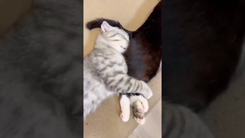 POR FAVOR INSCREVA ME AJUDA - PLEASE SUBSCRIBE HELP ME