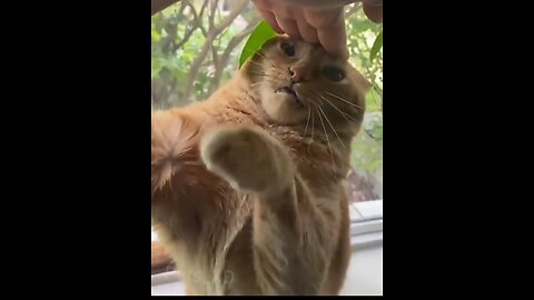 Dog And Cat funny Videos