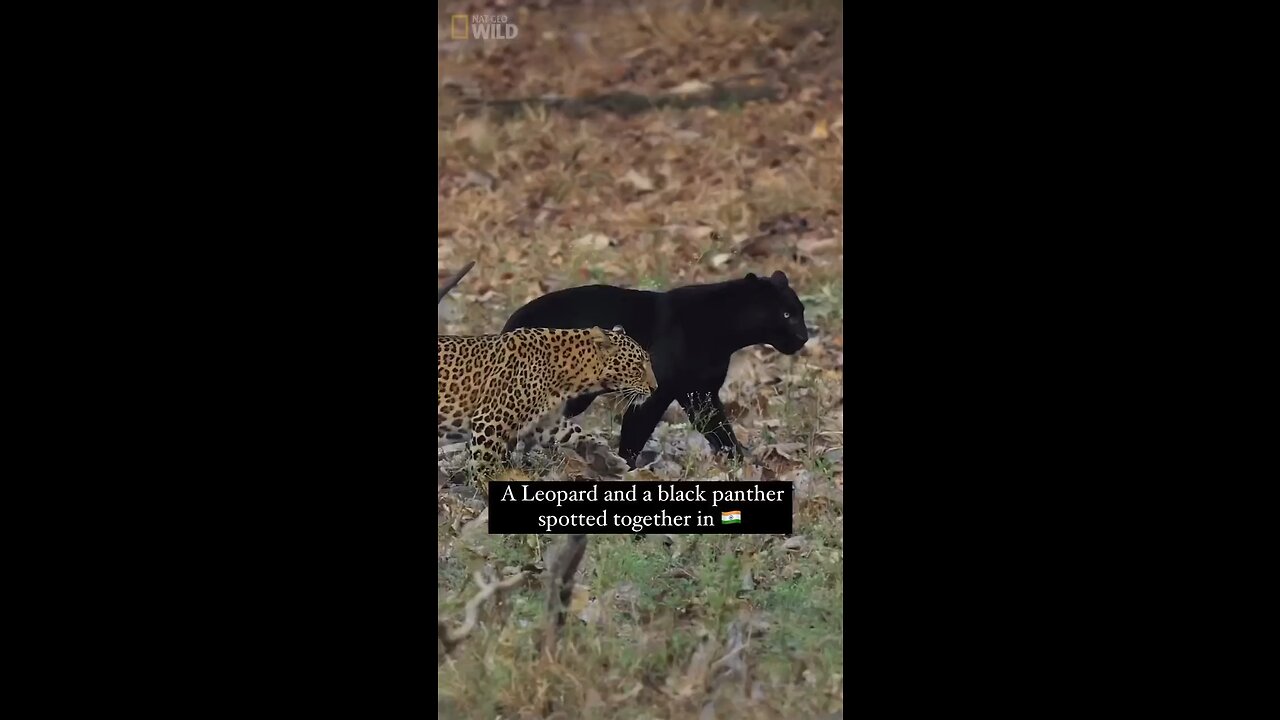 Leopard and Black Panther spotted together for the first time inIndia